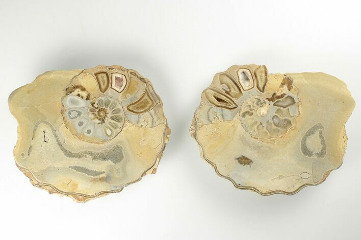 Cut/Polished Calycoceras Ammonite (Pair) - Texas #198202